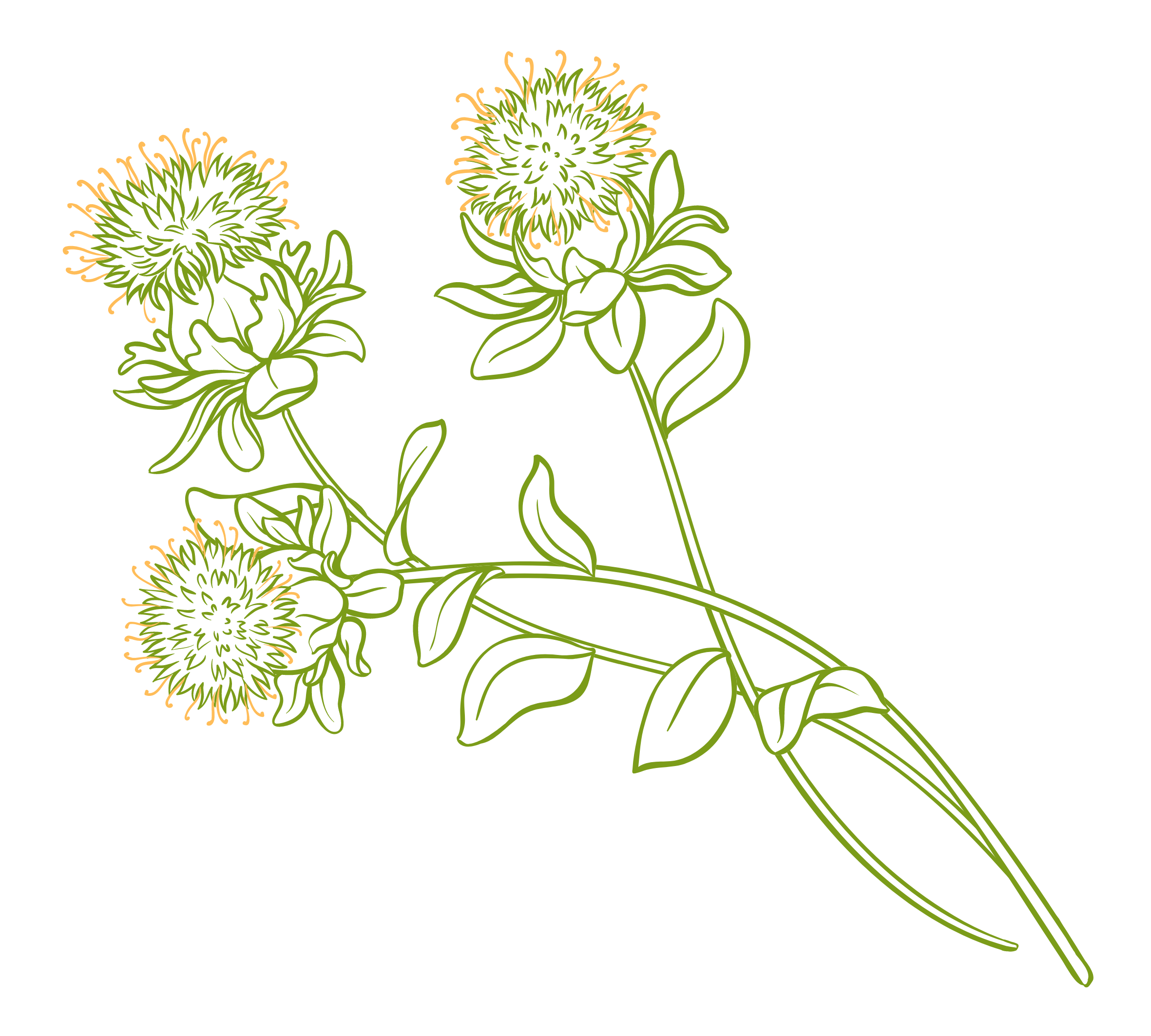 Safflowers.