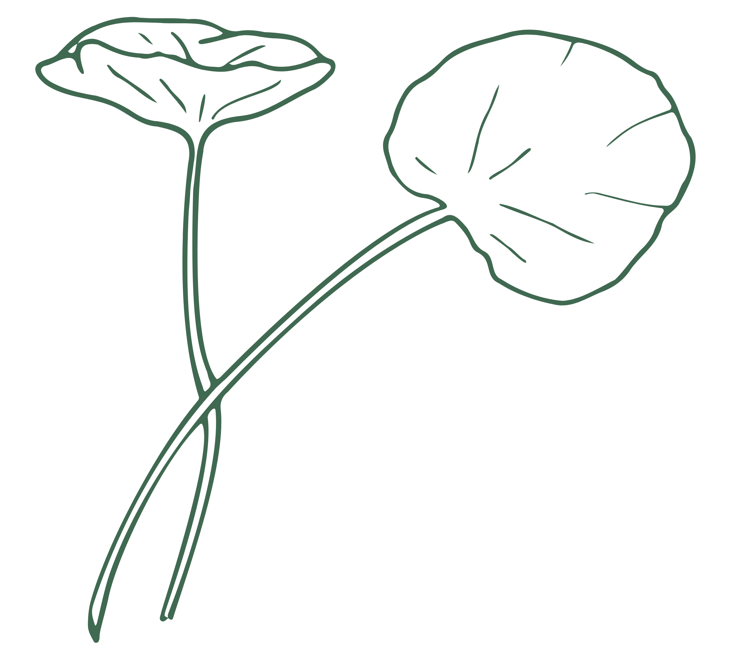 Centella asiatica leaves.