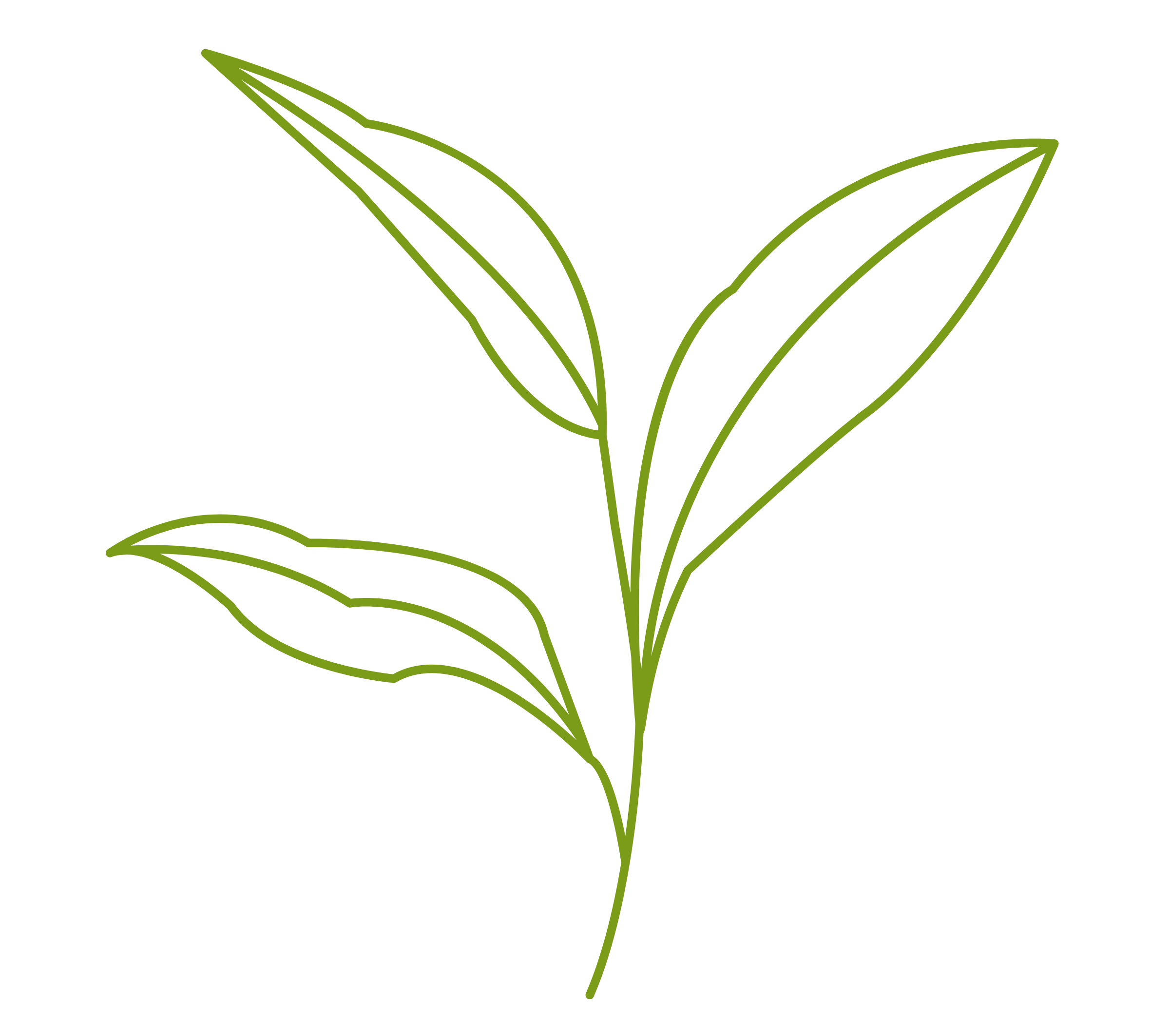 Green tea leaf. Camellia sinensis plant.