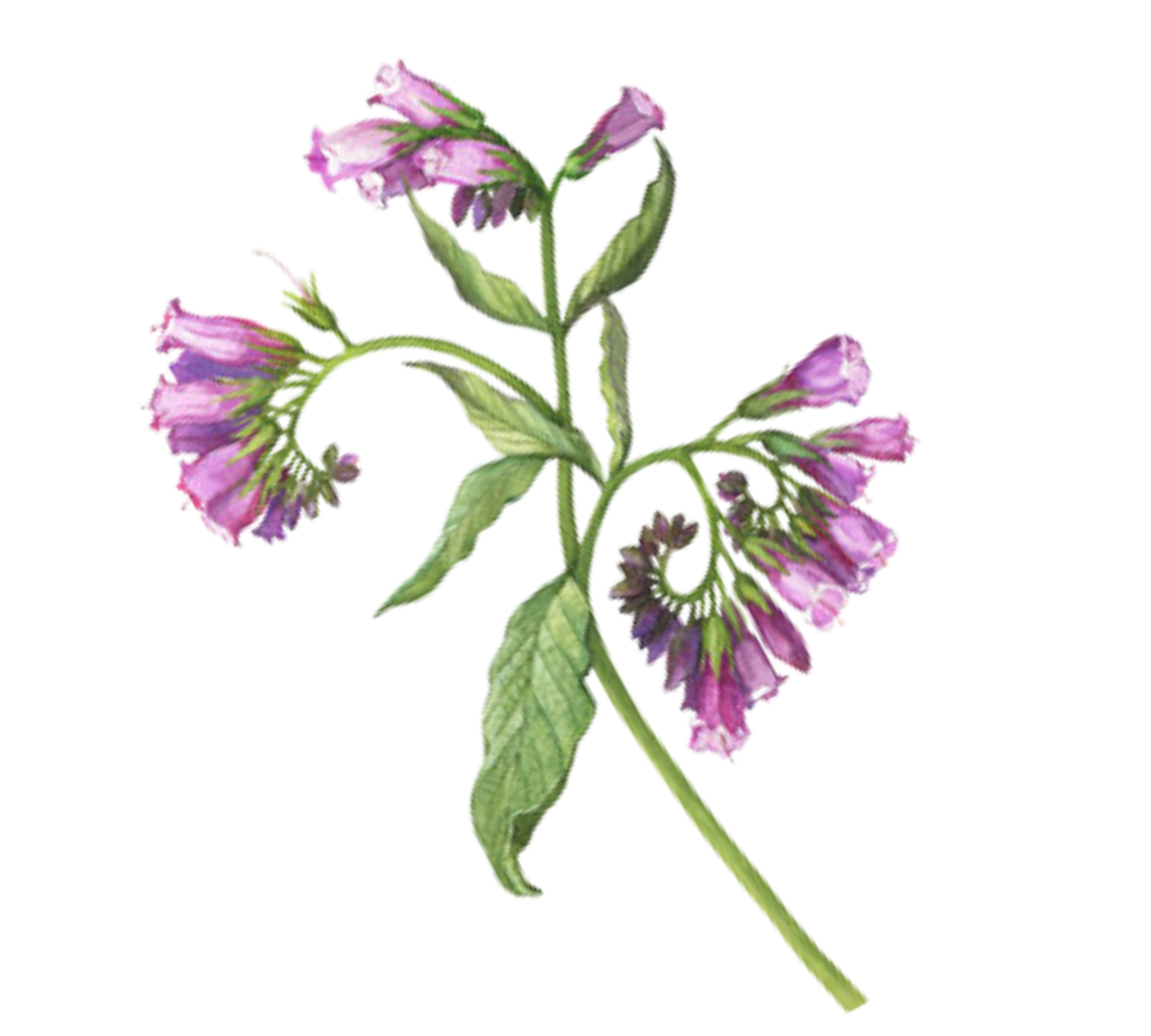 Comfrey plant. Source of allantoin.