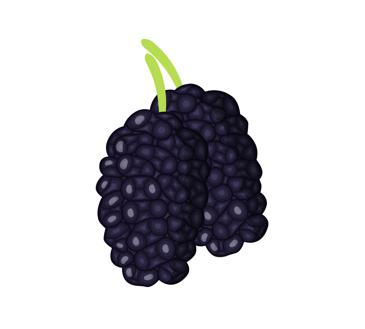 Mulberry. Source of alpha arbutin.
